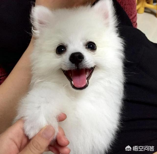 博美犬的寿命是多大:蝴蝶犬VS博美犬之间，谁更胜一筹？