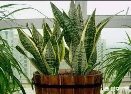 虎皮兰的养殖方法和注意事项:夏天室内怎么能养好虎皮兰？