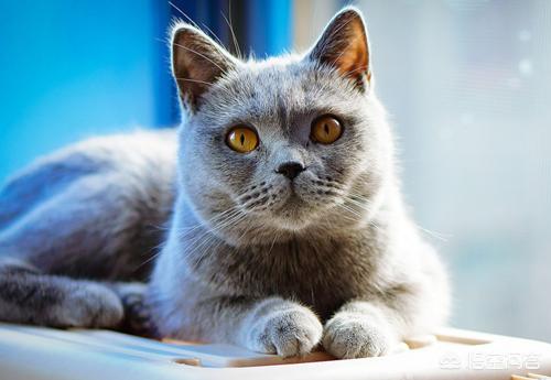 猫咪绝育知识：蓝猫绝育影响发腮,绝育影响发腮吗？