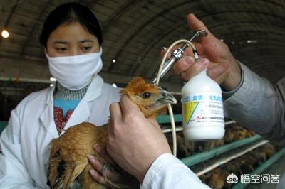 信鸽疫苗什么时候打最好:母猪细小疫苗什么时候打比较好？
