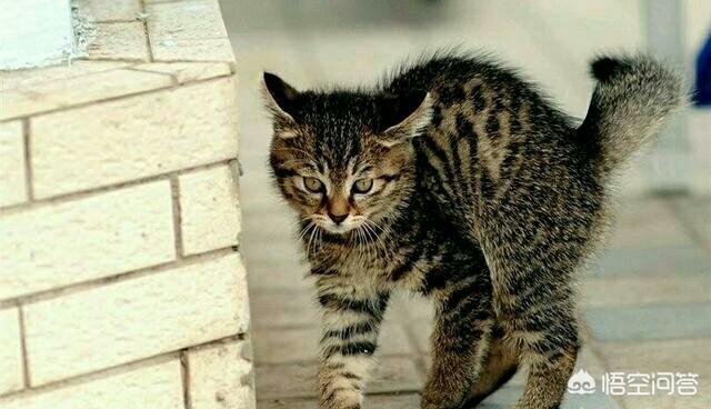 中国狸花猫在国外受欢迎吗:我国的狸花猫在国外流行吗？有何依据？
