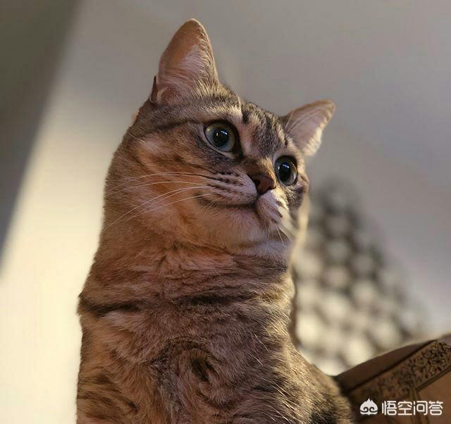 狸花猫灵异事件:狸花猫会背叛自己的主人吗？为什么？