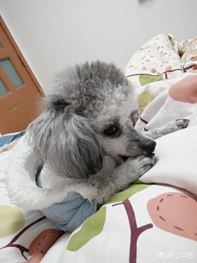 女孩养狗注意事项:青春期的女孩子适合养什么样的狗狗？