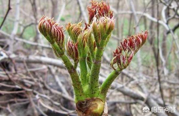桦南胡伊萱:大棚种植野菜前景怎样，哪些野菜适合大棚种植？