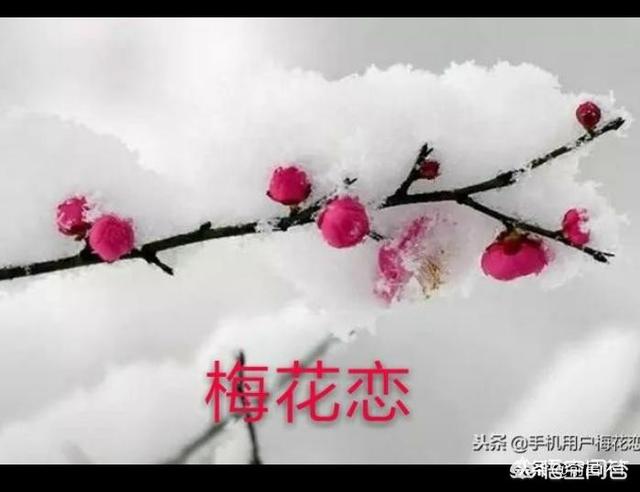 如何用一句话表达你喜欢的一种花？