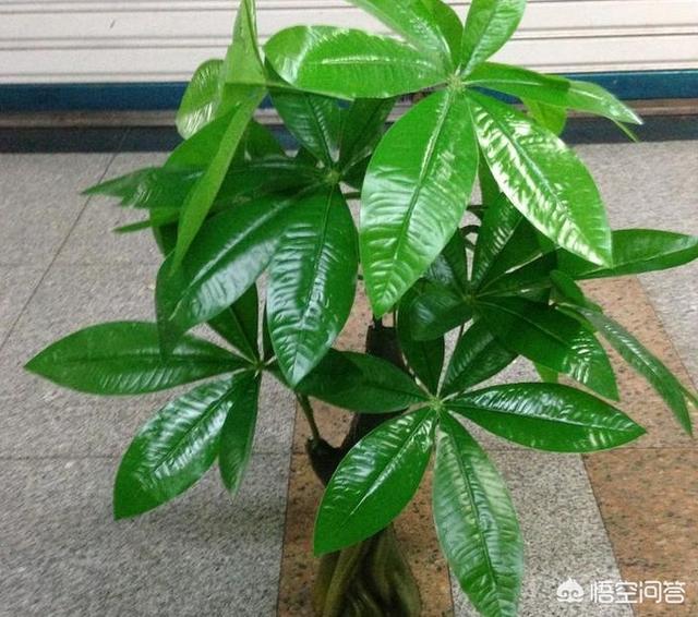 盆景发财树怎么养才长得好:发财树如何晒太阳才能长得好？
