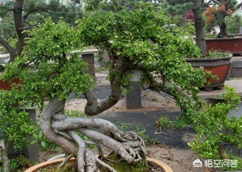 农村名叫“千金榆”的树有啥用处？