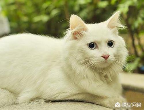 公猫绝育后不开腮？为什么？