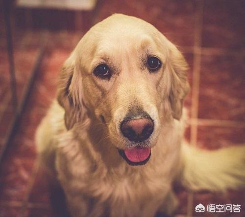 白色金毛犬图片:金毛屁股毛是白色的，有什么办法？