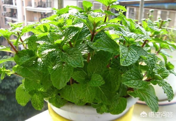 除虫菊酯多少钱:植物花卉常见的害虫有哪些？该怎么防治？