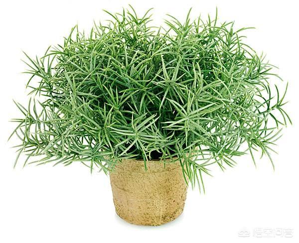 除虫菊酯多少钱:植物花卉常见的害虫有哪些？该怎么防治？