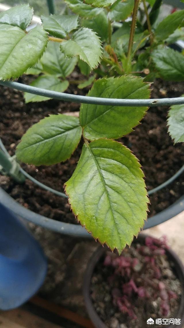 头条问答 - 月季新叶发黄,这是出现什么问题了?(16个回答)