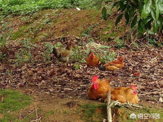 动物性饲料互联网项目:互联网 畜牧业前景如何？