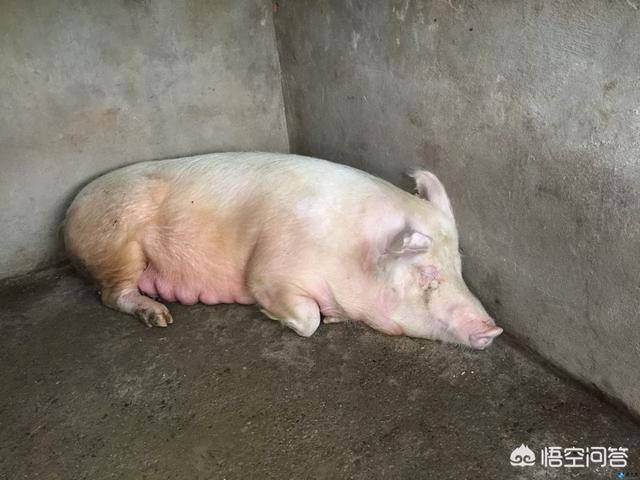 磺胺间甲氧嘧啶钠用法:猪得了脑炎型链球菌，该用什么药？