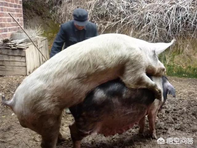 老母猪生小孩:老母猪的产后护理需要注意哪些问题