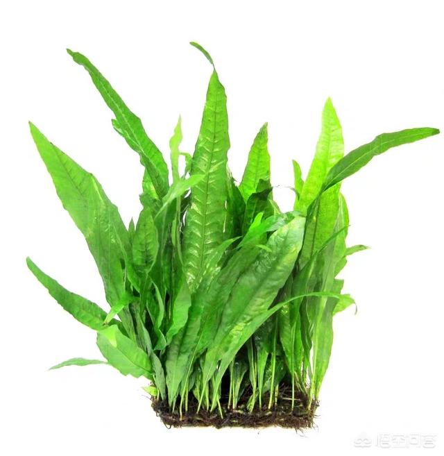 动态金鱼缸屏保:在饲养金鱼的水族箱里，可以铺设底沙或者种植水草吗？