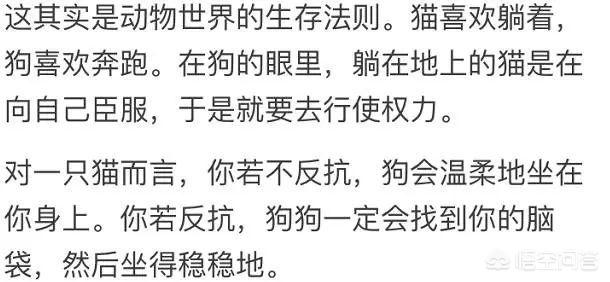 狗狗博客里的狗:为什么狗子都喜欢“坐”别狗、别猫、别人呢？