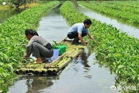 射水鱼吃什么饲料:射水鱼吃颗粒饲料吗 鱼菜共生系统的鱼饲料是什么？