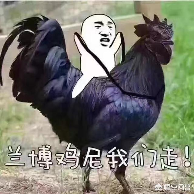 你有哪些让人哭笑不得的表情包