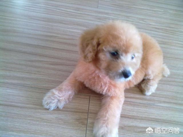 泰迪小狗拉稀了怎么办:泰迪拉肚子很臭该怎么办？