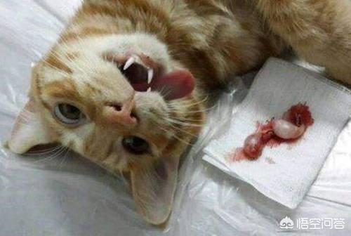 皇家公猫绝育猫粮:猫咪不做绝育吃绝育猫粮行不行？