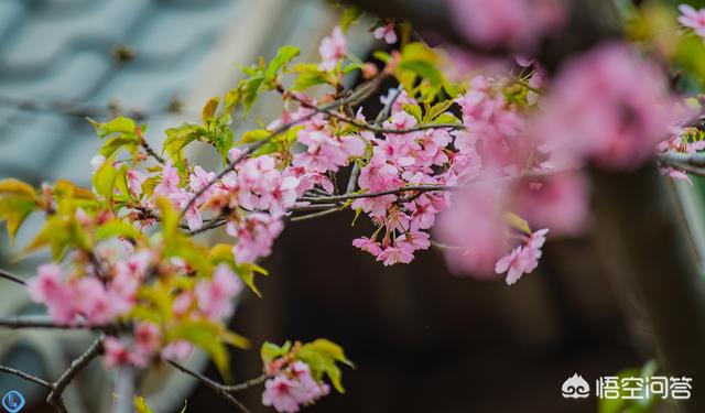 无锡樱花节:今年去无锡鼋头渚看樱花合适吗哪几天去看樱花开得最好