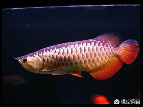 我爱观赏鱼小北子:有谁喜欢水族造景，喜欢观赏鱼吗？这个行业怎么样？