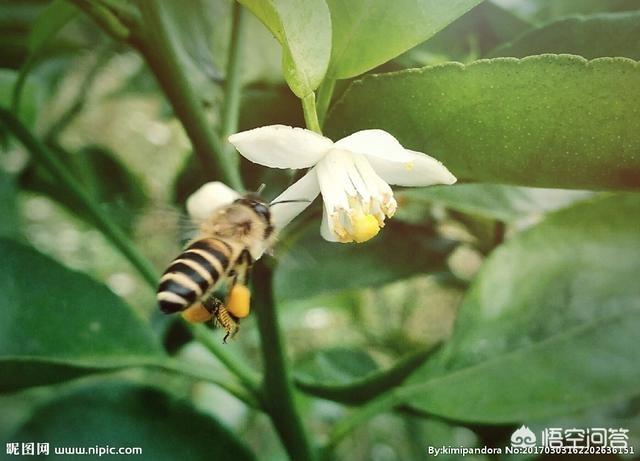 红耳鹎好养吗:你养过蜜蜂吗？你觉得蜜蜂好养吗？