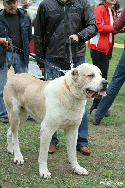 爱尔兰猎狼犬和高加索犬的哪个更大:世界上哪些狗的体型比藏獒还要庞大，为什么？