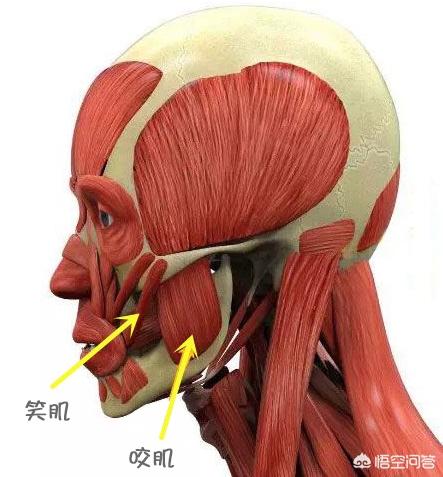 刘涛打瘦脸针面部凹陷，打瘦脸是否会在未来出现副作用