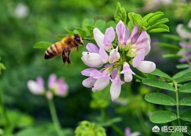 紫花苜蓿草营养:紫花苜蓿草籽多少钱一斤 去年秋天苜蓿苗少了春天能补种吗？