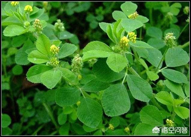 紫花苜蓿草营养:紫花苜蓿草籽多少钱一斤 去年秋天苜蓿苗少了春天能补种吗？