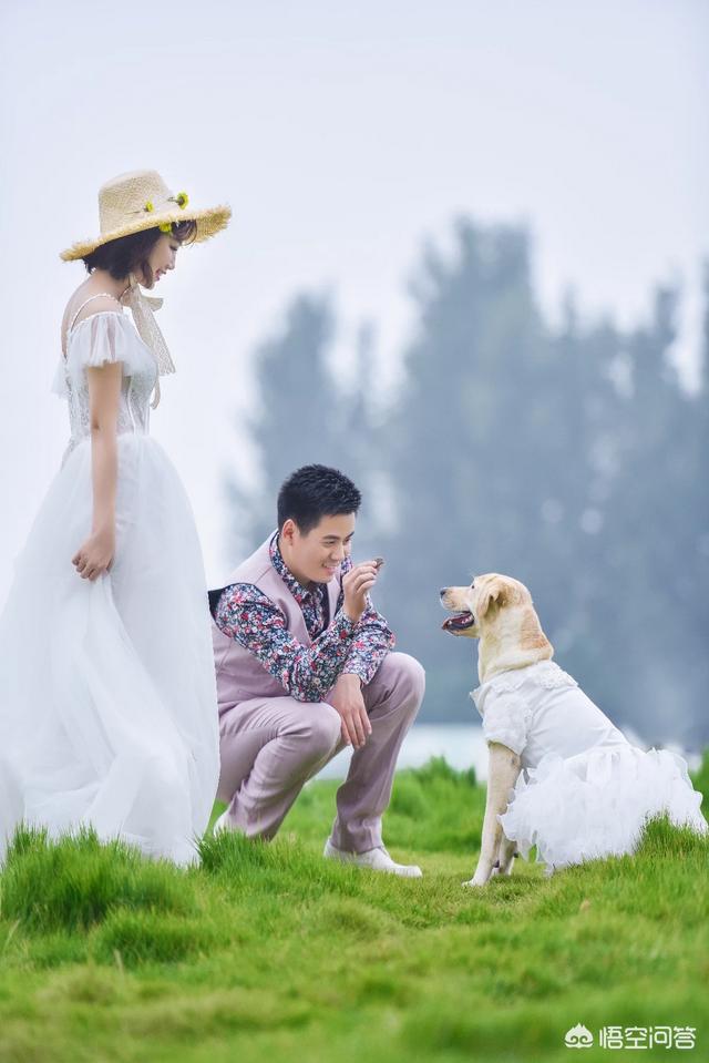 救助犬最后的遗言:如何评价爱狗人士为了救狗落水身亡？