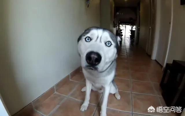 乐山犍为哈士奇吧:哈士奇会守家吗？有小偷它会知道吗？