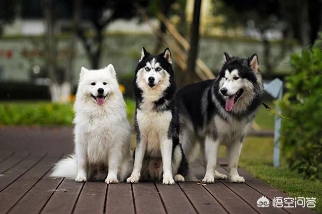 乐山犍为哈士奇吧:哈士奇会守家吗？有小偷它会知道吗？
