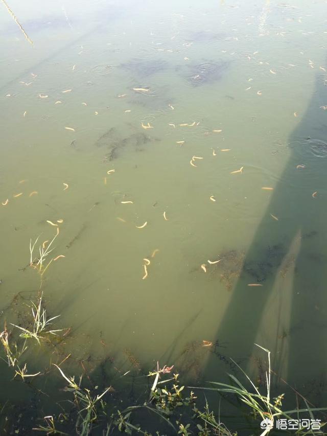 观赏水族疾病防治学:水产养殖的鱼有寄生虫，还出血、腐烂，该怎么治疗和处理？