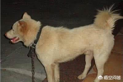 什么狗最忠诚又粘人:哪种狗最忠诚护主，又不用训练，适合新手饲养？