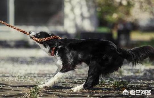 边境牧羊犬好养吗:边牧有什么不好的地方？家里饲养好不好？ 边境牧羊犬寿命多少年