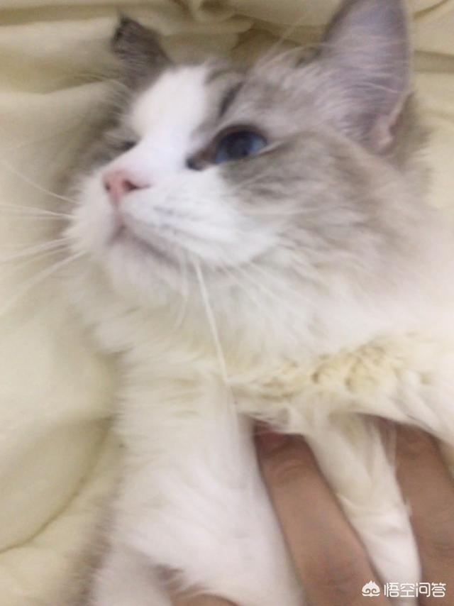 天价布偶猫,真的是爱猫人士的选择吗？