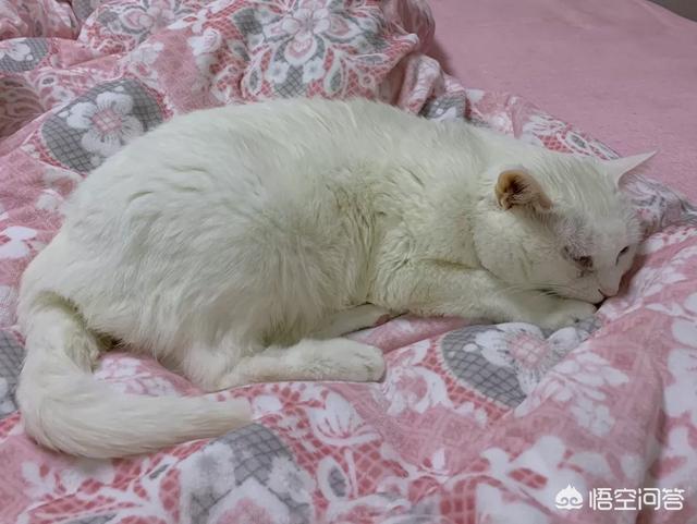 愤怒的猫咪下载:为什么主人上厕所，猫都是喜欢跟着进去？