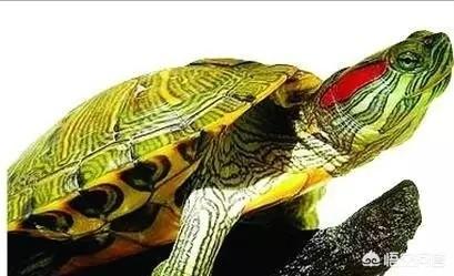 小观赏龟图片:想养乌龟，小龟，好看点的，关键好养的，推荐一下？