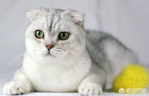 折耳猫图片:折耳猫图片多少钱一只 折耳猫疱疹病毒能活多少天？折耳猫得疱疹病毒还能活吗？
