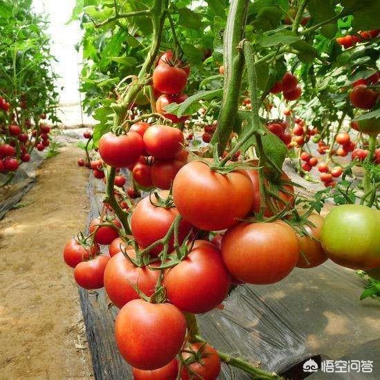 央视主持人红果果发文回应恶评，种植西红柿目前最好是哪个品种？