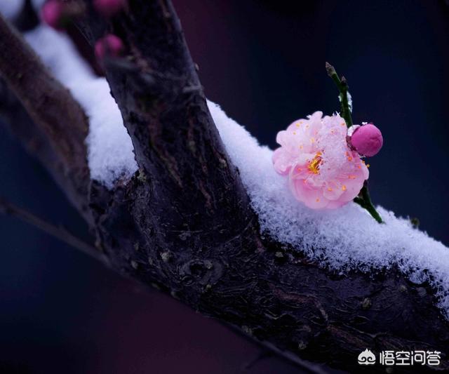 古诗中有关梅花、桃花、杏花、樱花的诗句分别有什么？