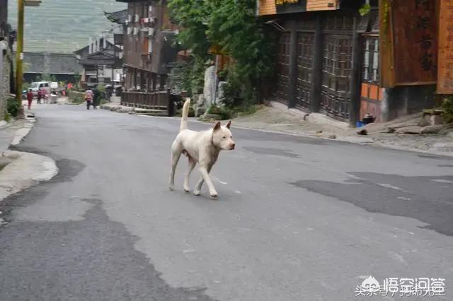 沙皮犬图片:中国沙皮犬图片 属于我们国家的土狗有哪些？
