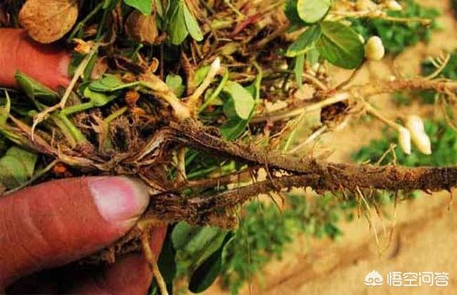 四季海棠茎腐病怎么治:大姜茎腐病传染吗？该如何应对？