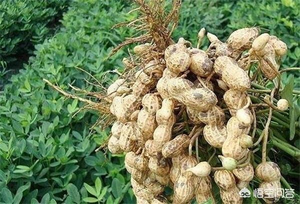 四季海棠茎腐病怎么治:大姜茎腐病传染吗？该如何应对？