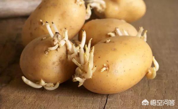 食物发芽了还能吃吗，家里土豆长芽了还能吃吗？