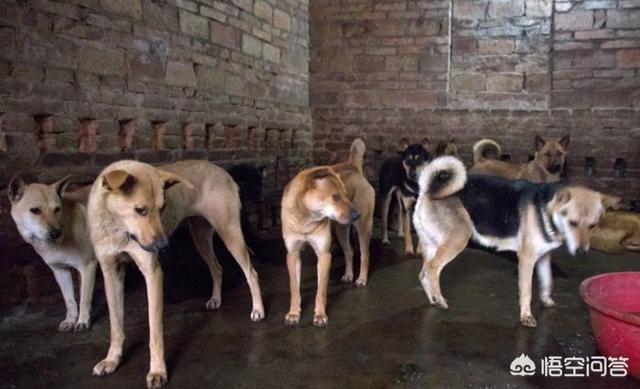 肉狗养殖成本:想创业养土狗，利润如何？