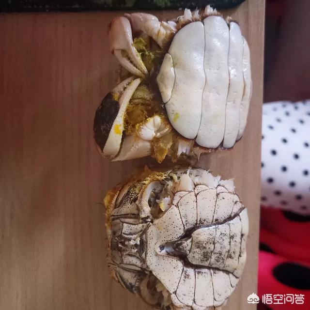 红腹鳜鱼 生蟹肉:螃蟹和桂花鱼能混养吗？如何养殖比较好呢？